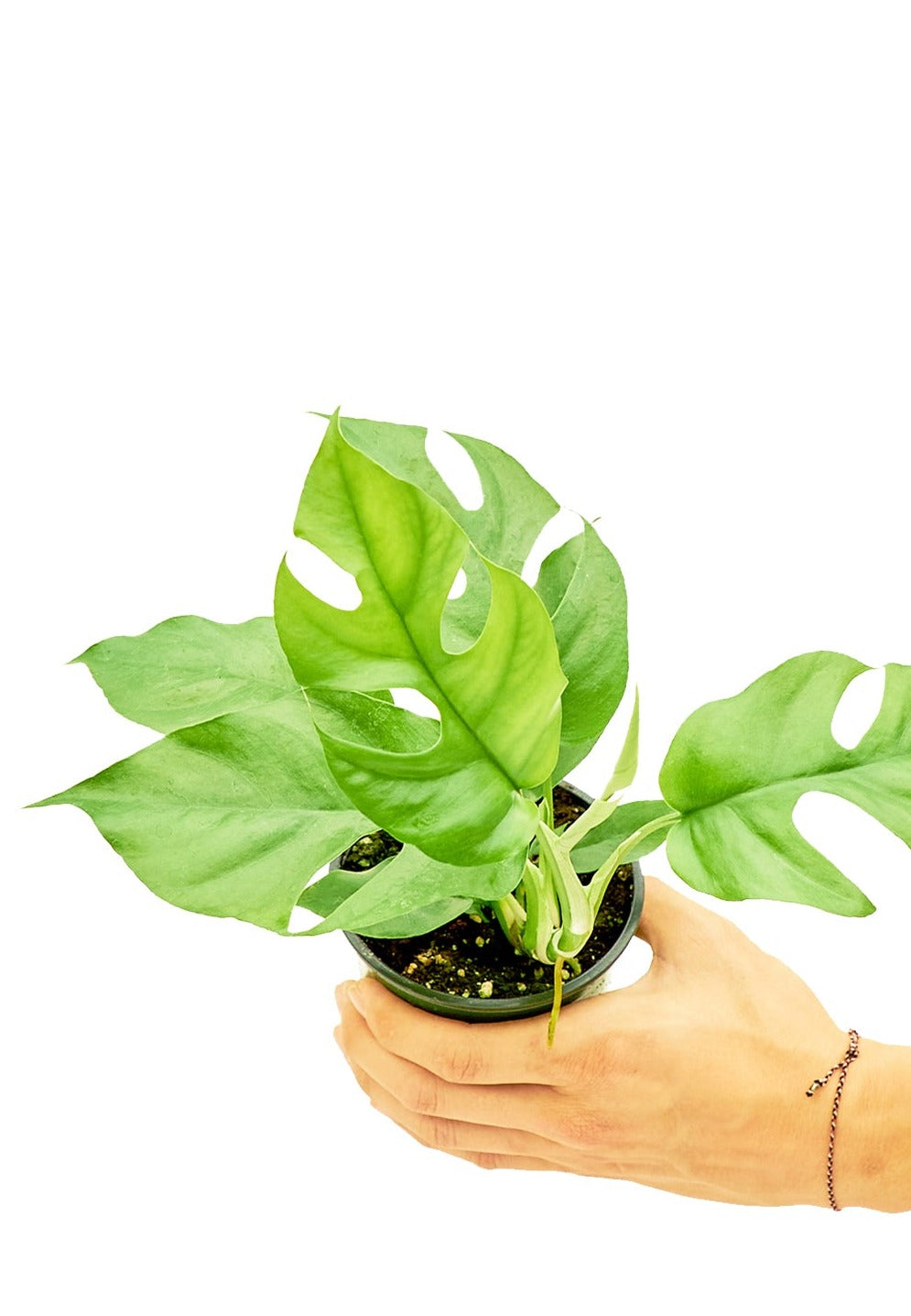 Mini Monstera, Small