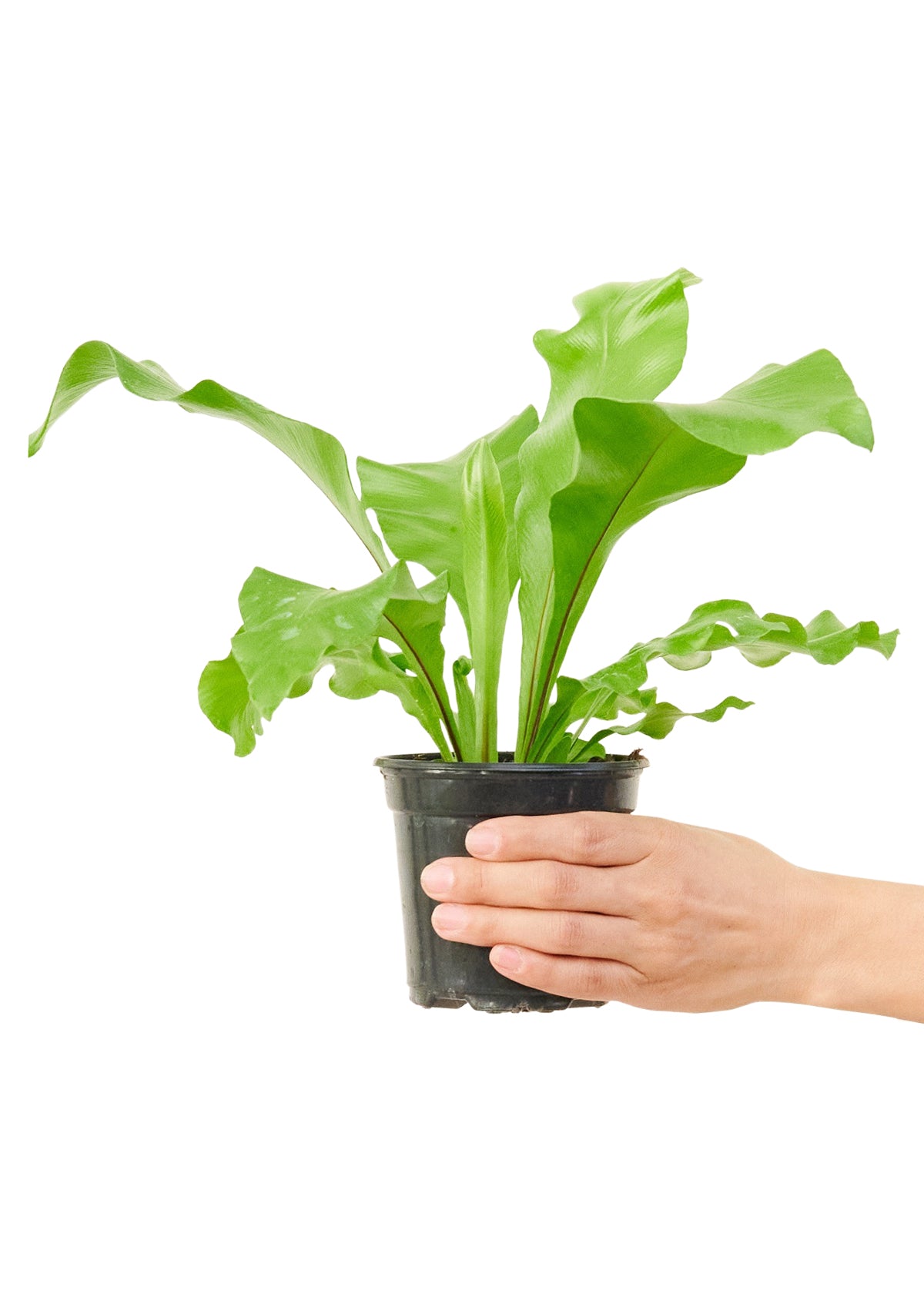 Bird's Nest Fern, Small