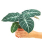 Alocasia 'Black Velvet', Small