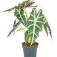 Alocasia 'Polly', Small