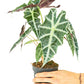 Alocasia 'Polly', Small
