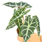 Alocasia 'Polly', Small