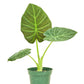 Alocasia 'Regal Shields', Small