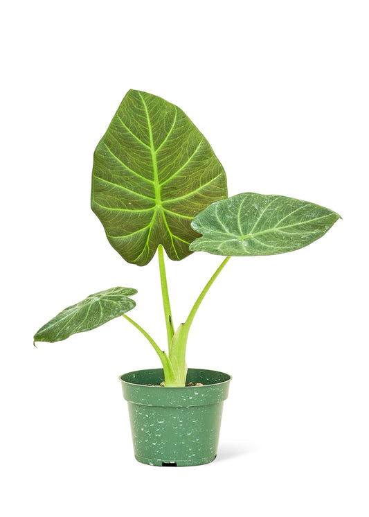 Alocasia 'Regal Shields', Small