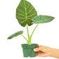 Alocasia 'Regal Shields', Small