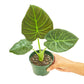 Alocasia 'Regal Shields', Small