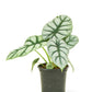 Alocasia 'Silver Dragon', Small