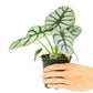 Alocasia 'Silver Dragon', Small