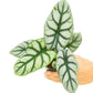 Alocasia 'Silver Dragon', Small