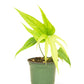 Anthurium 'Fingers', Small