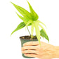 Anthurium 'Fingers', Small