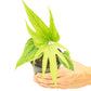Anthurium 'Fingers', Small