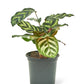 Peacock Plant, Small