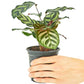 Peacock Plant, Small
