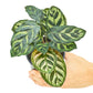 Peacock Plant, Small