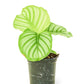 Orbit Peacock Plant, Small