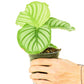 Orbit Peacock Plant, Small