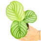 Orbit Peacock Plant, Small