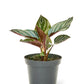 Calathea 'Pinstripe', Small