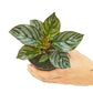 Calathea 'Pinstripe', Small