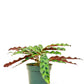Calathea 'Rattlesnake', Small