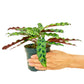 Calathea 'Rattlesnake', Small
