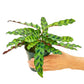 Calathea 'Rattlesnake', Small
