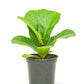 Fiddle Leaf Fig, Small
