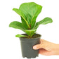 Fiddle Leaf Fig, Small
