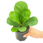 Fiddle Leaf Fig, Small