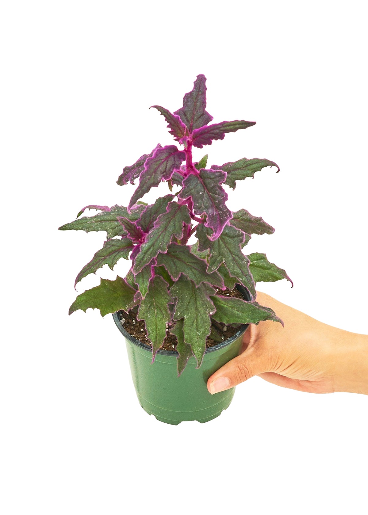 Purple Passion Plant, Small