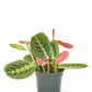 Red Prayer Plant, Small