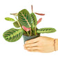 Red Prayer Plant, Small