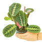 Red Prayer Plant, Small