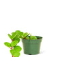 Peperomia 'Hope', Small