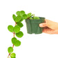 Peperomia 'Hope', Small