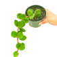 Peperomia 'Hope', Small