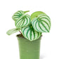 Watermelon Peperomia, Small