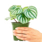 Watermelon Peperomia, Small