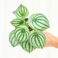 Watermelon Peperomia, Small