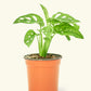 Swiss Cheese Vine, Small