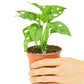 Swiss Cheese Vine, Small