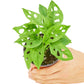Swiss Cheese Vine, Small