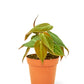 Velvet Leaf Philodendron, Small