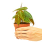 Velvet Leaf Philodendron, Small