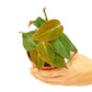 Velvet Leaf Philodendron, Small