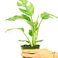 Mini Monstera, Small
