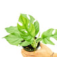 Mini Monstera, Small