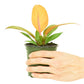 Philodendron 'Prince of Orange', Small