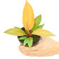 Philodendron 'Prince of Orange', Small
